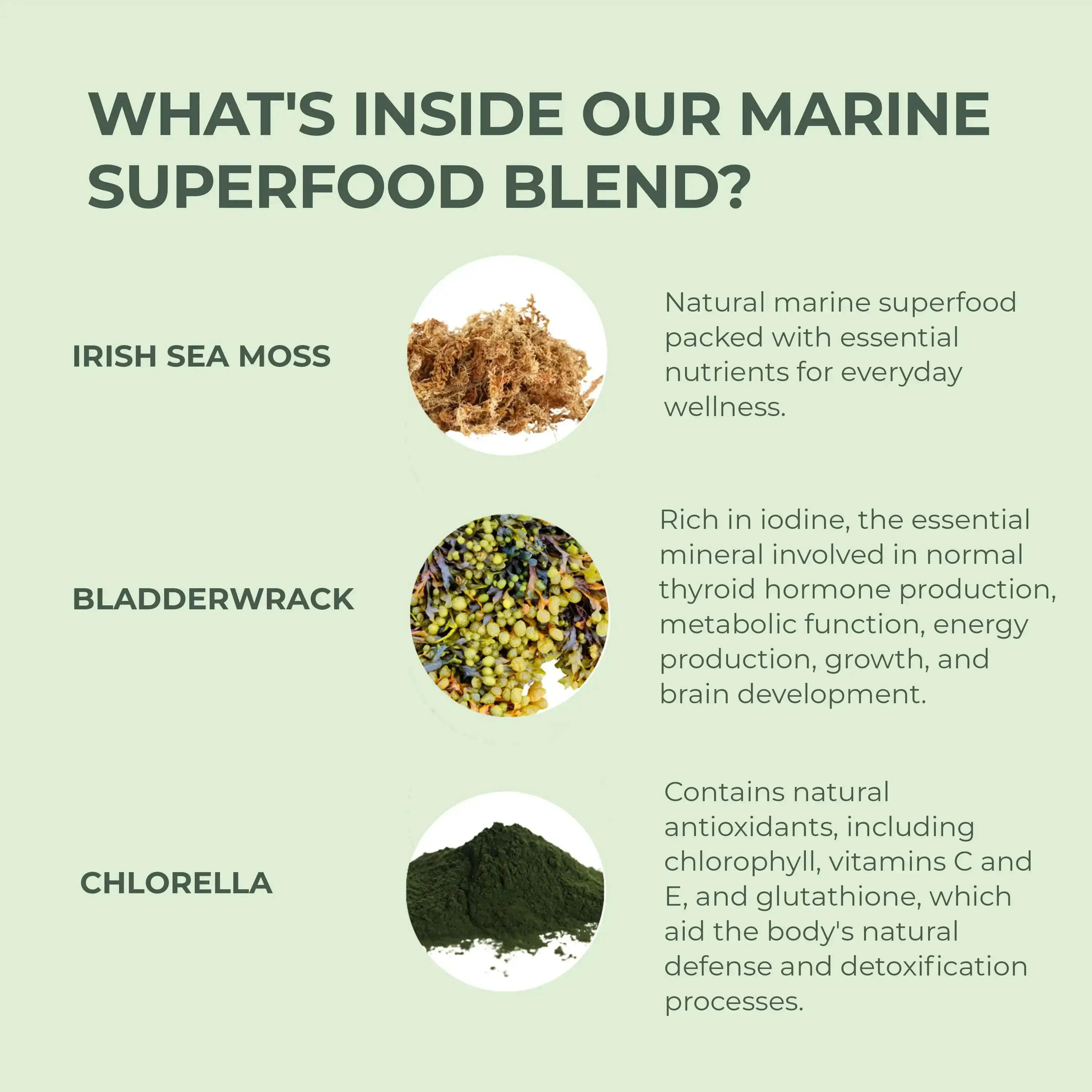 Primal Sea Moss - Image 3
